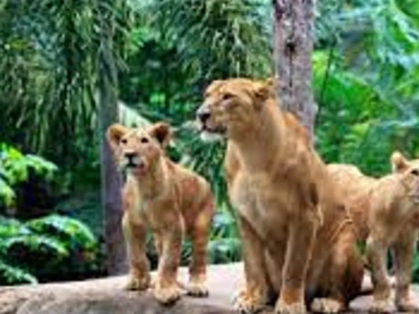 Bali Zoo Ticket